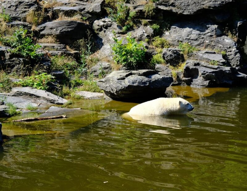 Summer Tour From Rovaniemi: Korouoma Waterfall and Ranua Zoo - Meeting Point and Pickup