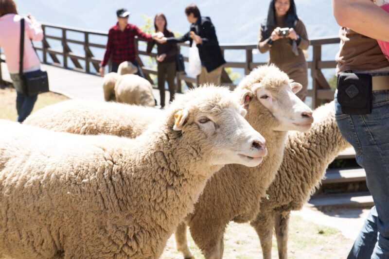 Sun Moon Lake: Private Transfer to and From Cingjing - Travel Benefits