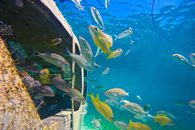Suncay Sunken Sculpture Snorkel & Iguana Encounter With Lunch - Enjoying the Bahamian Lunch