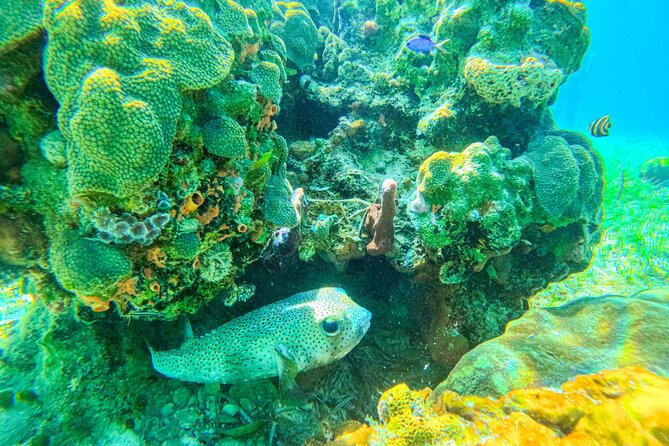 Suncay Sunken Sculpture Snorkel & Iguana Encounter With Lunch - Boat Transfer to the Island