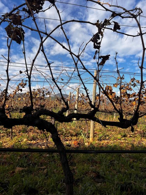 Sunday at the Winery on Mallorca - Enjoying Mallorcas Vibrant Wine Scene