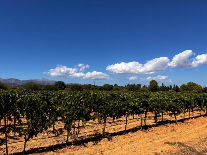Sunday at the Winery on Mallorca - Event Logistics and Important Details