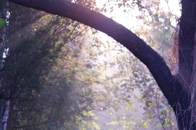Sunder Nursery Delhis Heritage Garden Walk Tour - Exploring Sunder Nurserys Rich History