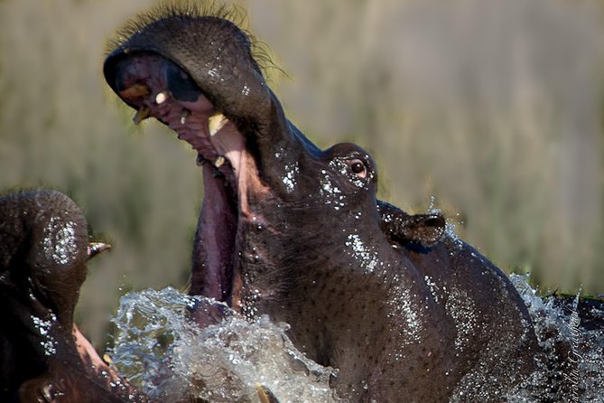 Sundowner Cruise on Zambezi River (Zimbabwe) - Cancellation Policy