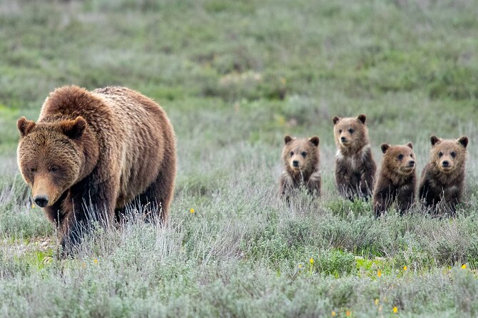 Sunrise 4-Hour Grand Teton Wildlife Adventure - Inclusions and Highlights