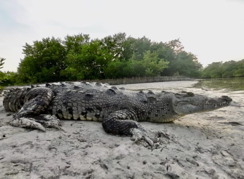 Sunrise at Mangrove - Key Points