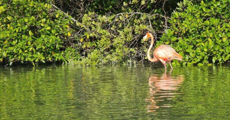 Sunrise at Mangrove - Itinerary and Experience