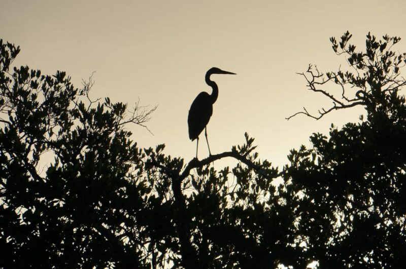Sunrise at Mangrove - Inclusions and Requirements