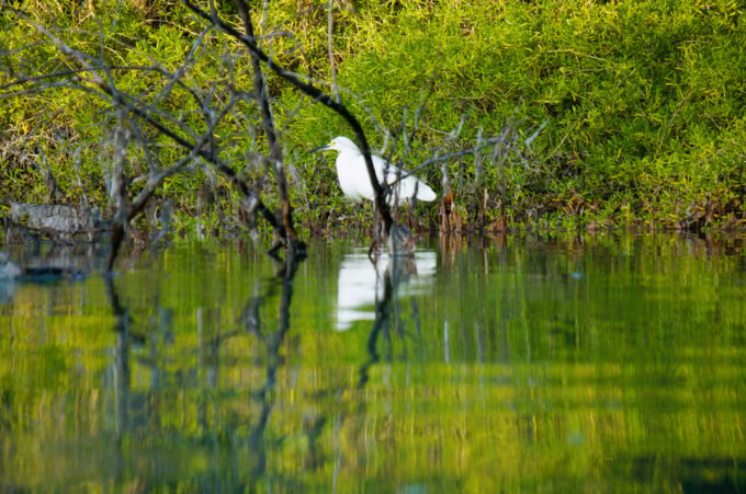 Sunrise at Mangrove - Group Size and Languages
