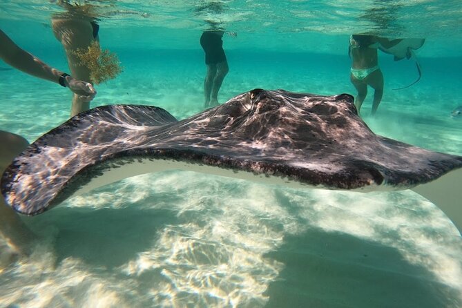 Sunrise at Stingray City, Private Tour - Meeting and Pickup Details