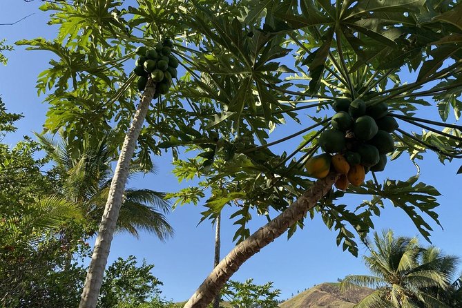 Sunrise Breakfast at Fiji Outback, Then Visit More Places of Your Choice - Tour Guide Consultation