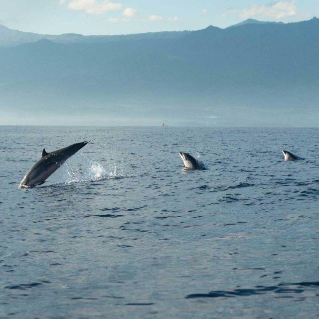 Sunrise Coastline Boat Tour & Dolphin Watching - Exploring the Coastline