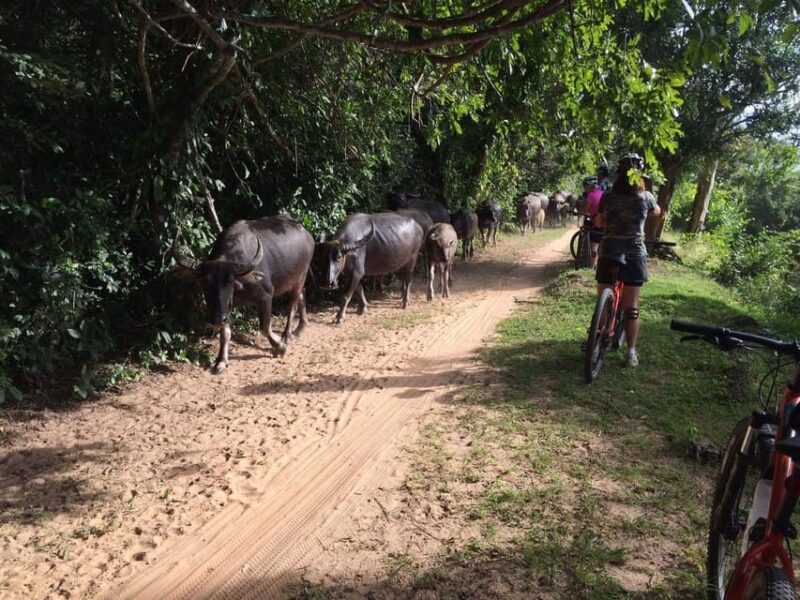 Sunrise Cycling Of Angkor Wat Temple - Inclusions
