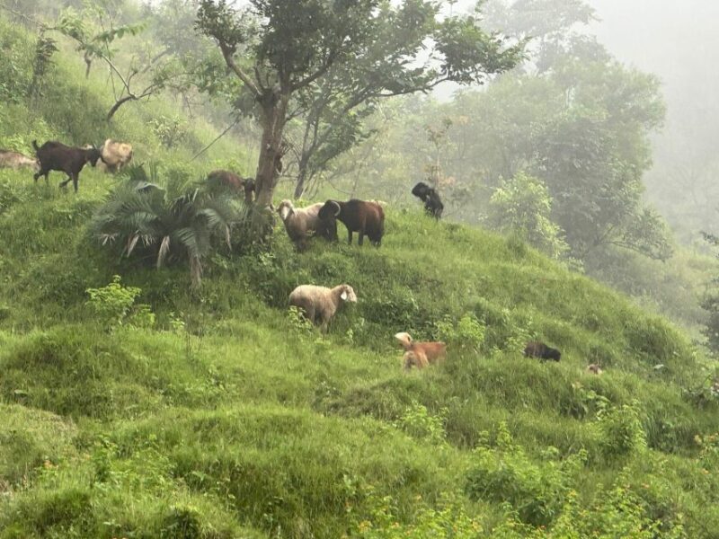 Sunrise Day Hike in Rishikesh - Cancellation Policy and Languages
