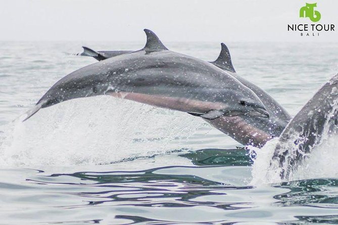 Sunrise Dolphin Wacthing & Menjangan Island Snorkeling Day Trip - Sum Up