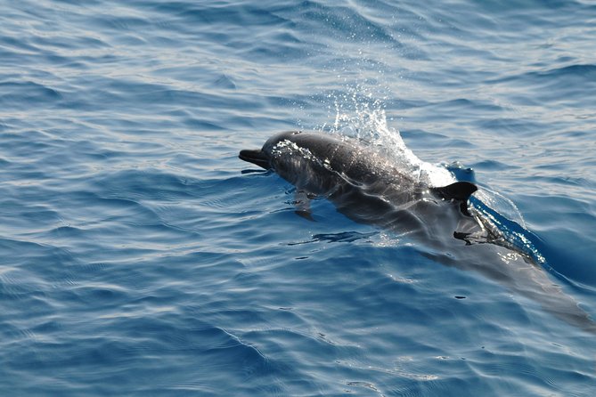 Sunrise Dolphin Watching Experience and Bar Reef Snorkelling – Kalpitiya - Key Points