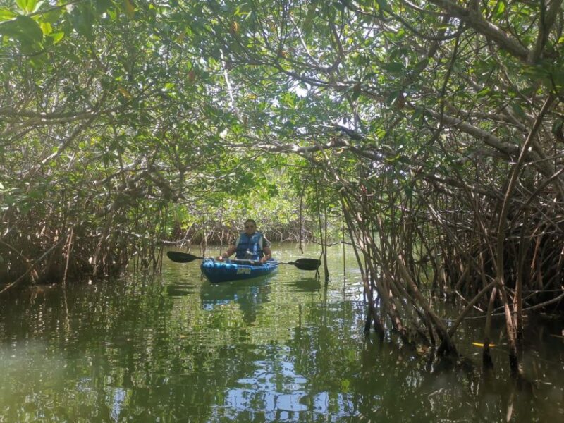 Sunrise Kayak Tour by Wayak Tour - Tour Details