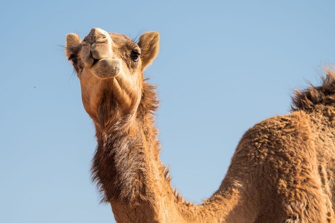 Sunrise/Morning Dune Drive With Camel Trek & Sand Surfing - Dune Bashing Adventure