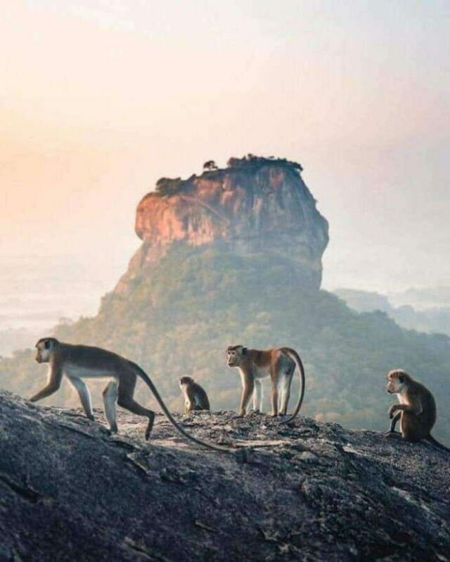 Sunrise or Sunset Tour to Pidurangala Rock with Scenic Views - What Does the Tour Include and What Are Its Drawbacks?