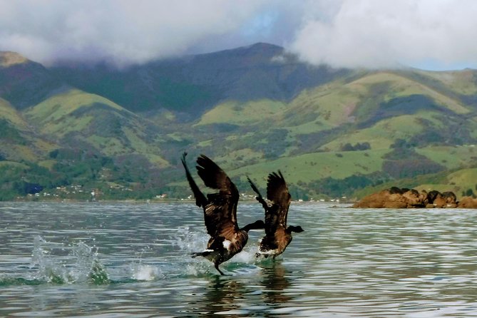 Sunrise Wildlife Sea Kayaking in Akaroa Marine Reserve - Key Points