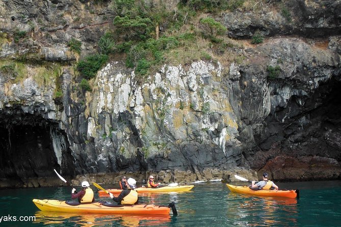 Sunrise Wildlife Sea Kayaking in Akaroa Marine Reserve - Activity Highlights