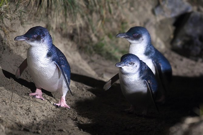 Sunrise Wildlife Sea Kayaking in Akaroa Marine Reserve - Group Size and Ideal for