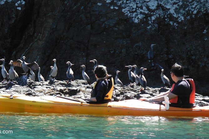 Sunrise Wildlife Sea Kayaking in Akaroa Marine Reserve - Guide and Safety Information