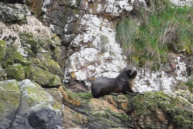 Sunrise Wildlife Sea Kayaking in Akaroa Marine Reserve - Inclusions and Meeting Details