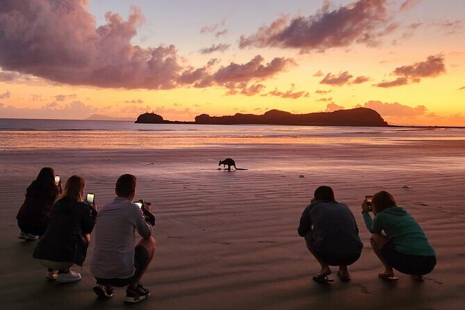 Sunrise with the kangaroos and wallabies - The Sum Up
