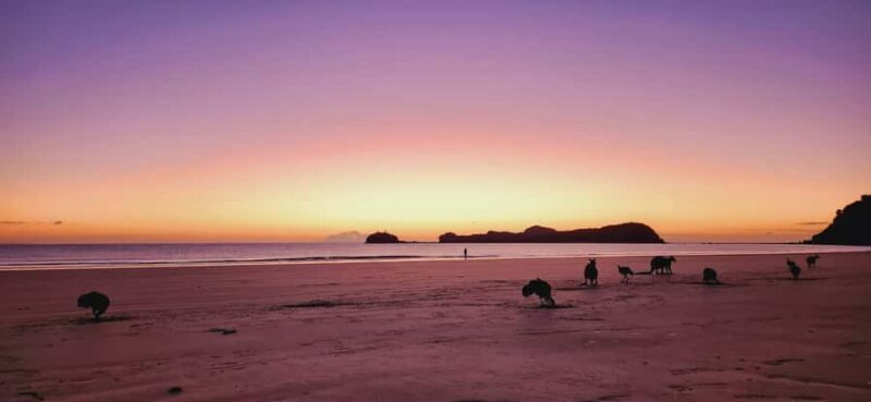 Sunrise with the Kangaroos & Wallabies - Airlie Beach - The Cozy Bush Breakfast