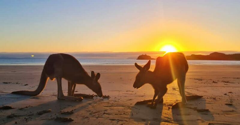 Sunrise with the Kangaroos & Wallabies - Airlie Beach - FAQs