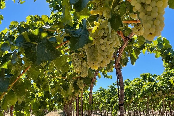 Sunset Among Vineyards With Tasting in Alicante (Min 6-12 People) - Meeting and Pickup