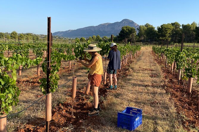 Sunset Among Vineyards With Tasting in Alicante (Min 6-12 People) - Location and Surroundings