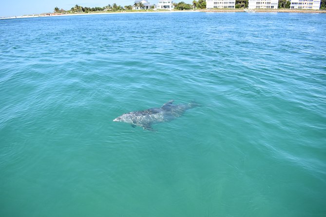 Sunset and Dolphin Cruise Around Fort Myers Beach - Wildlife Spotting Opportunities