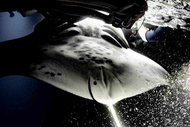 Sunset and Manta Ray Snorkel Adventure - Additional Information