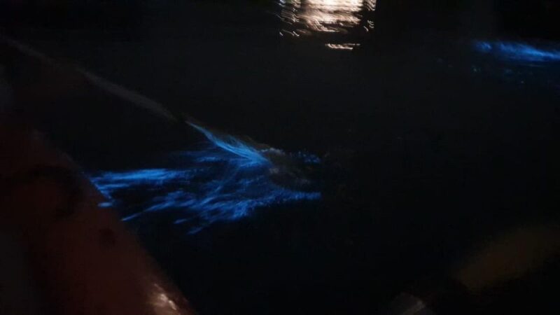 Sunset and Plankton Bioluminescent Night Kayaking - Beachfront BBQ