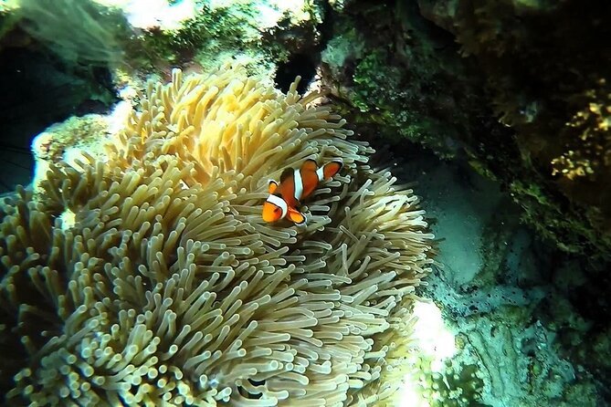 Sunset and Plankton Snorkeling by Speedboat From Phi Phi Don - Booking and Cancellation Policy