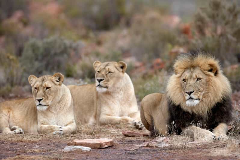 Sunset Big 5 Aquila Safari Snacks and Wine Tasting - Itinerary Details