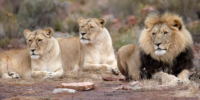 Sunset Big 5 Aquila Safari Snacks and Wine Tasting - Wine Tasting Experience