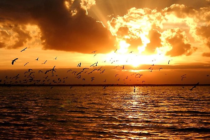 Sunset Bioluminescence Tour - Additional Information