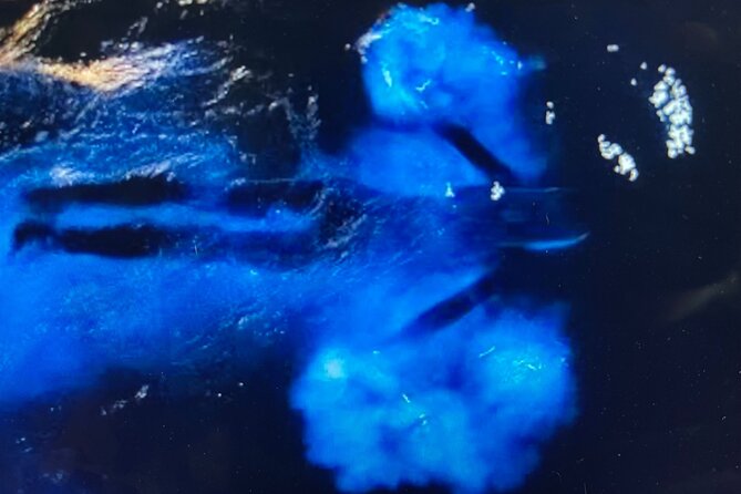Sunset Bioluminescent Comb Jelly & Dolphin Tour - Meeting and Pickup Location