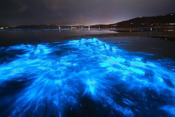 Sunset Bioluminescent Comb Jelly & Dolphin Tour - Transportation and Parking Options