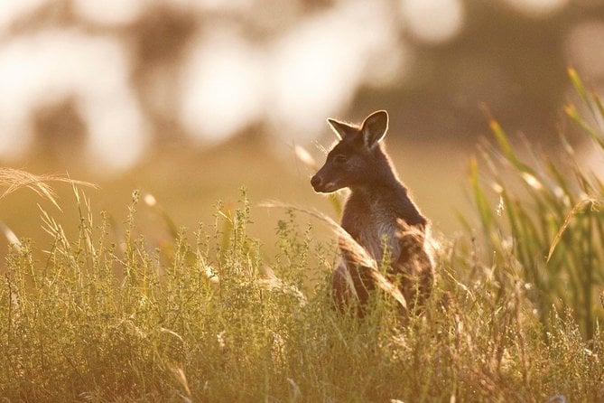 Sunset Blue Mountains Wilderness & Waterfall Tour From Sydney - Itinerary Highlights