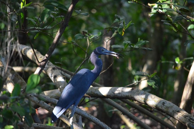 Sunset Boat Tour Into Caroni Wetlands - Dress Code Recommendations