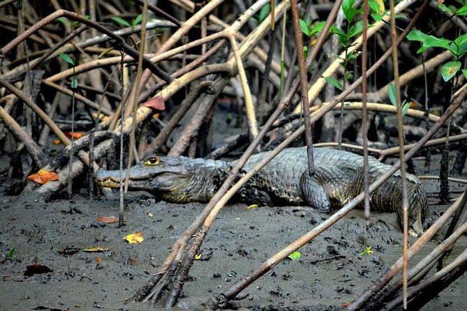 Sunset Boat Tour Into Caroni Wetlands - Guest Reviews and Feedback