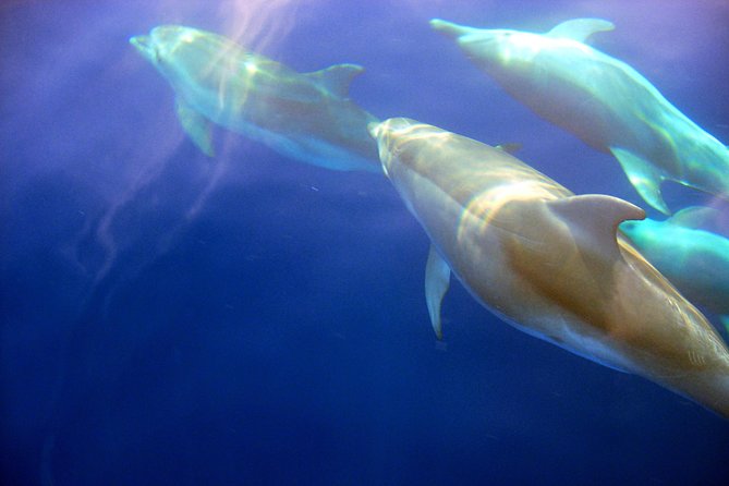 Sunset Boat Tour to Cinque Terre With Aperitif on Board - Spotting Local Fauna