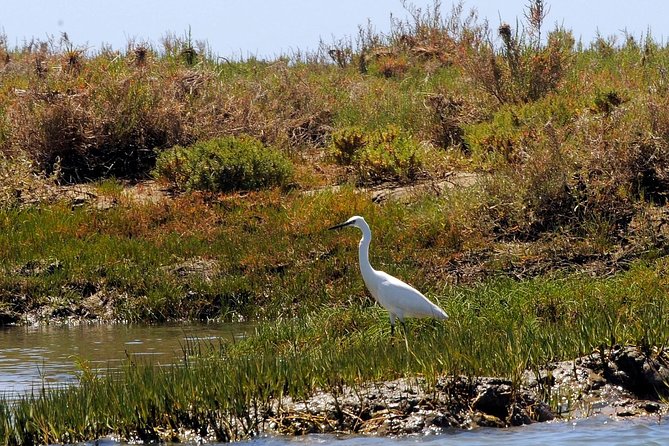 Sunset Boat Trip of Ria Formosa: an Eco-Friendly Tour Out From Faro - Sunset Timing Feedback