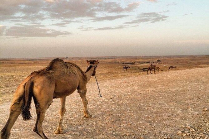 Sunset Camel Ride Experience at the Agafay Rocky Desert. - Accessibility and Suitability