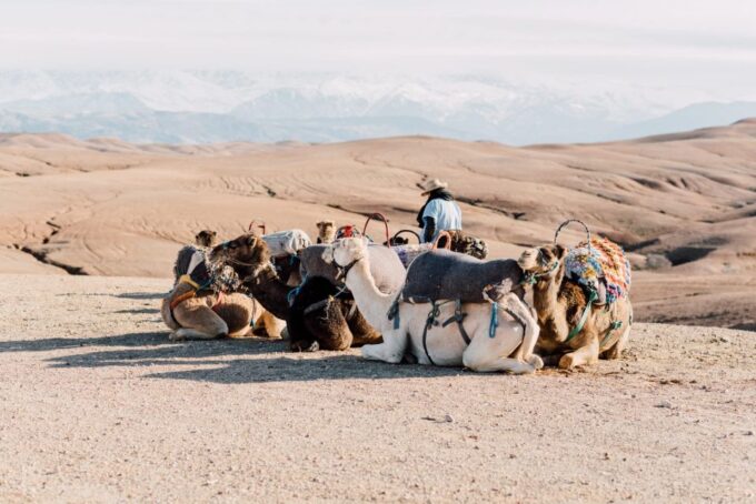 Sunset Camel Ride in Agafay Desert - Meeting the Driver
