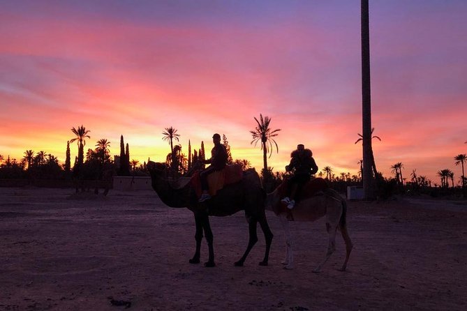 Sunset Camel Ride in the Palm Grove Of Marrakech - Taking in Moroccan Culture